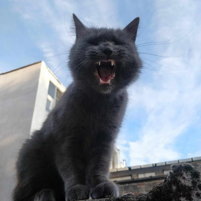 Прикольных котов пост