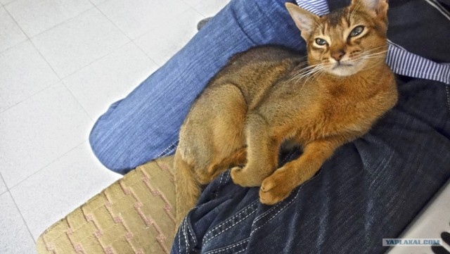 Ну и где ваш котовторник?