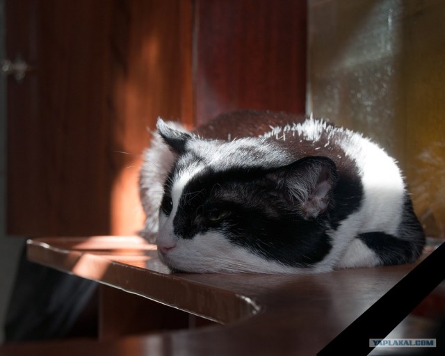 Котовторник (31.01.2012)