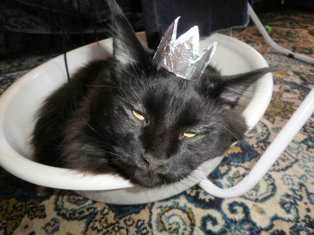 Котовторник 20.03.2012