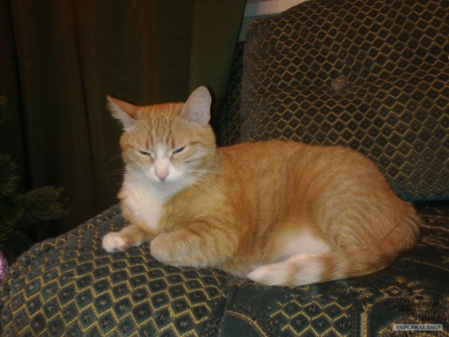 Котовторник 17.04.2012