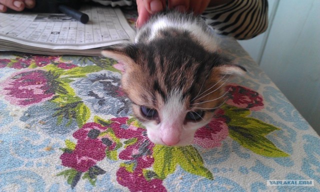 Котовторник 8 мая 2012