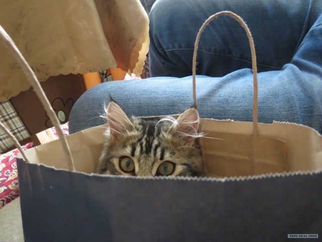 Котовторник  12. 06. 2012