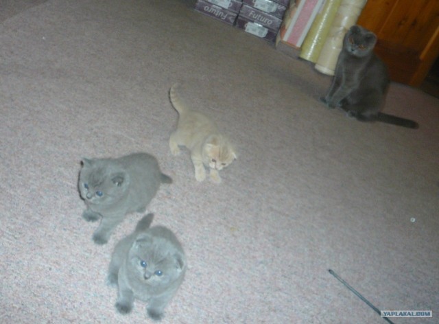 Котовторник 24.07.2012
