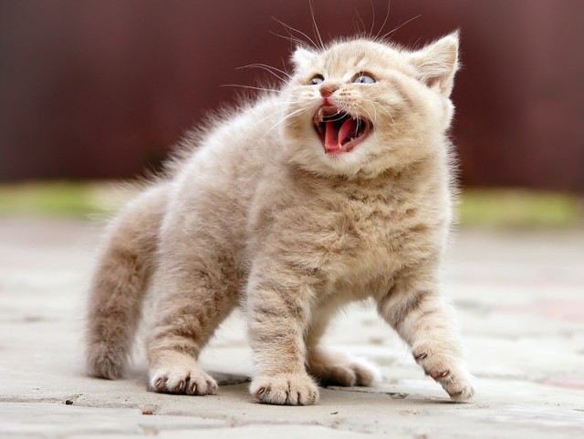 Котовторник  16.10.12