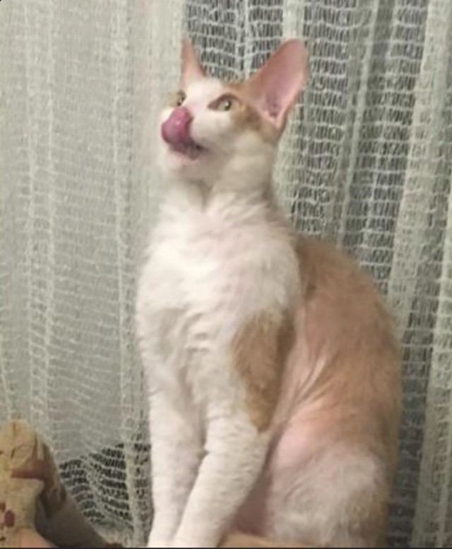 Забавные фото котеек