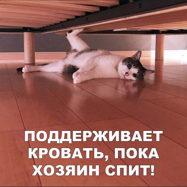 Забавные фото котеек