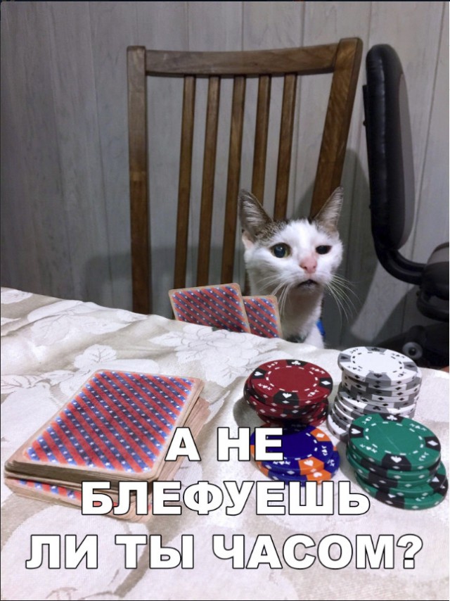 Забавные фото котеек