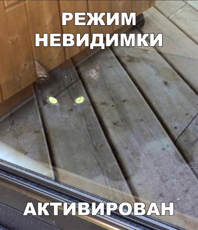 Забавные фото котеек