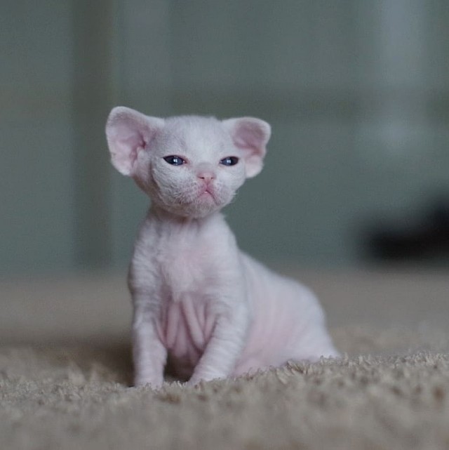 Забавные фото котеек