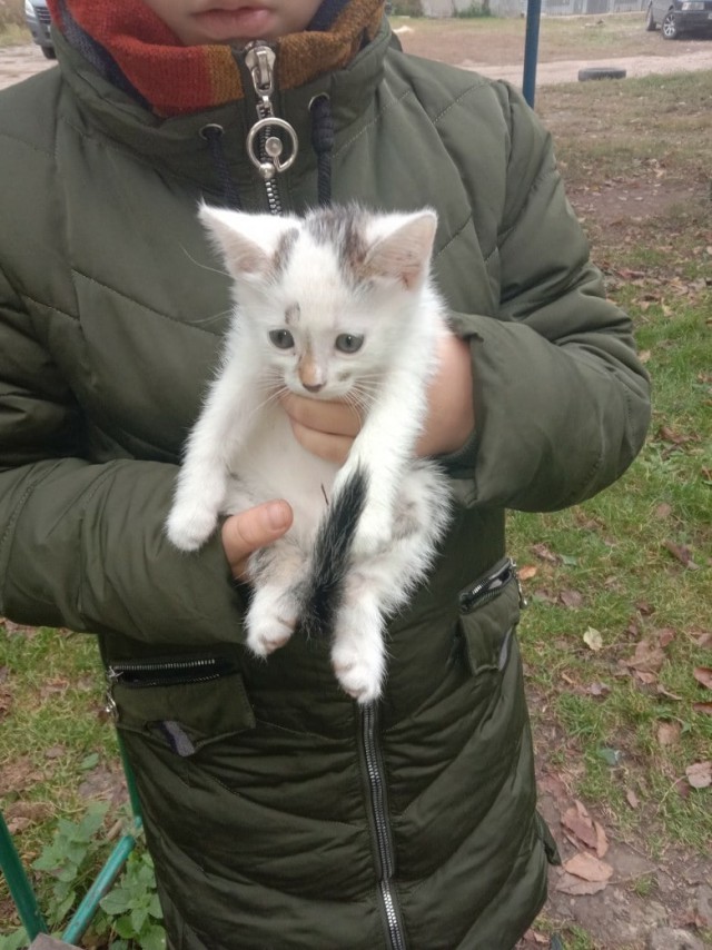 Забавные фото котеек