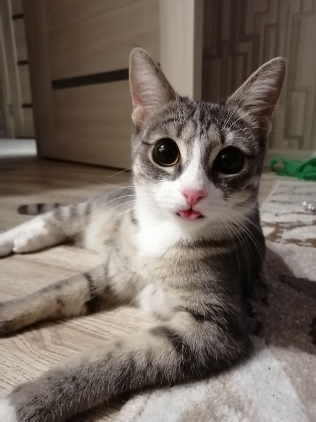 Начнем котоФторник?