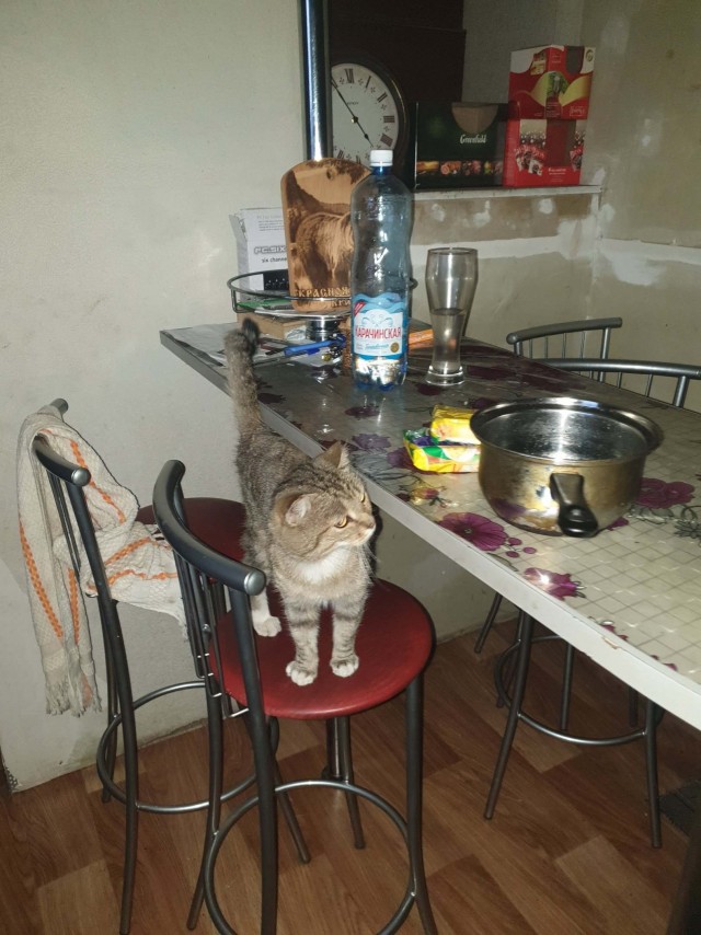 Коты из сети