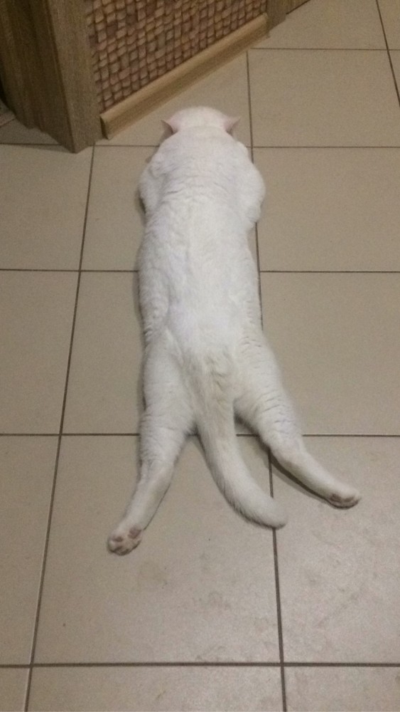 Победители конкурса фотографии Comedy Pet Photo Awards 2020