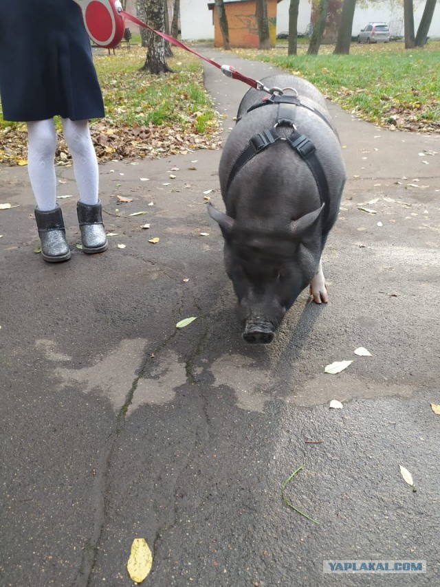 "А чо вы тут делаете? А чо у вас есть для меня?"
