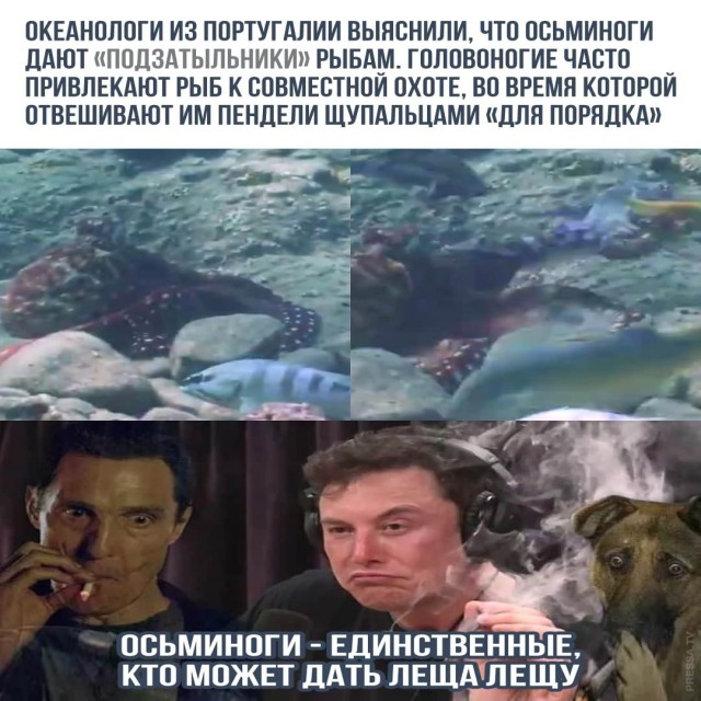 Картинки и мемы для настроения 025