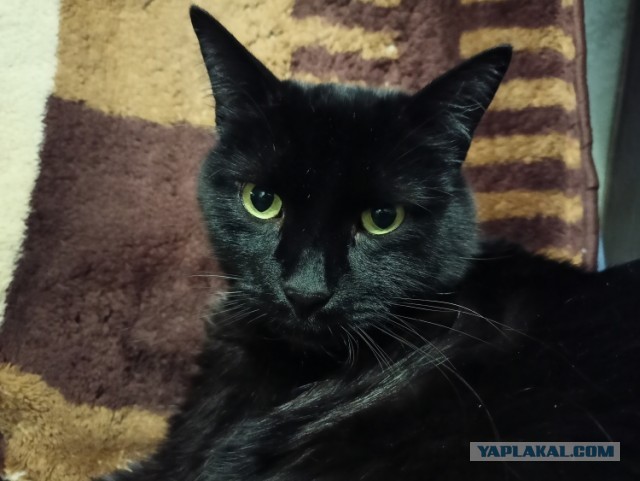 Что у котов в голове