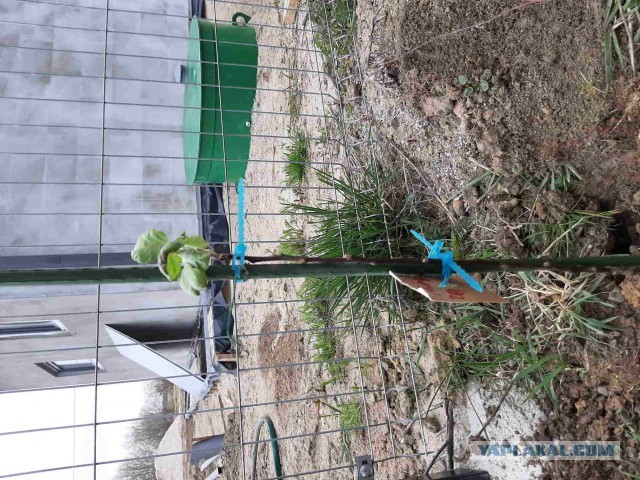 Купил домик в деревне