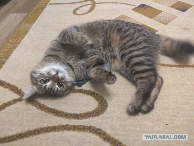 С котовторником!