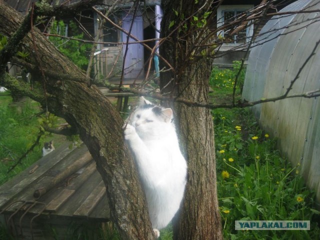 Жизнь домашнего приюта для котеек 343