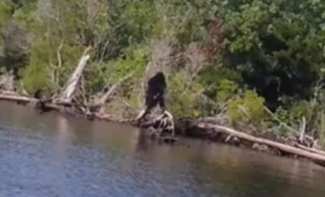 Турист на лодке снял на камеру существо, которое не было похоже на человека и брело по воде