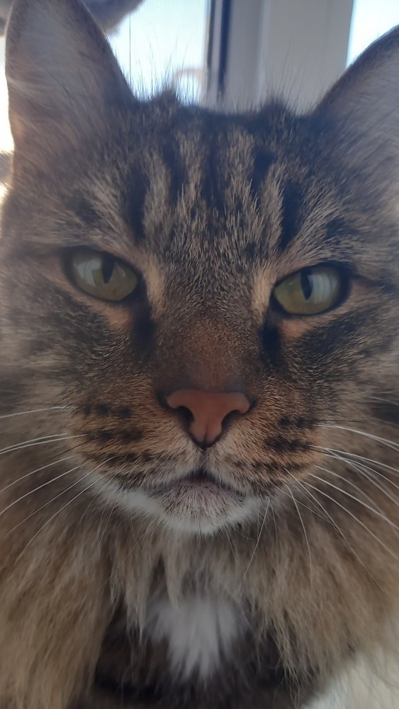 Котовторник 28.09.21