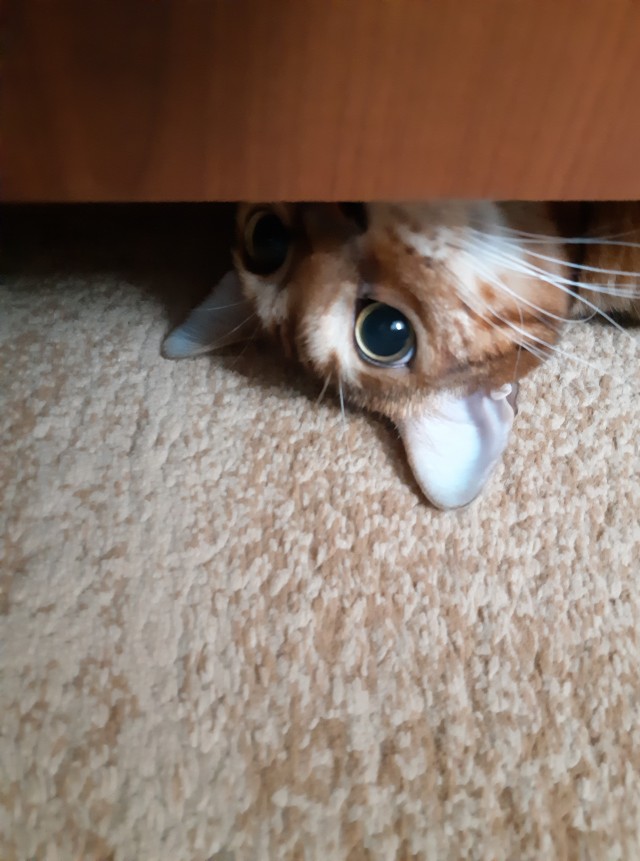 Котовторнику быть