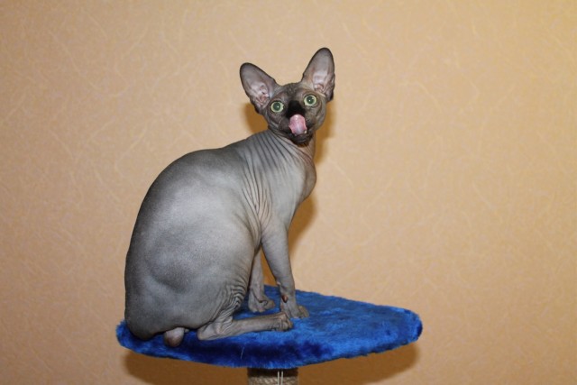 Вторник. Котэ. Пора