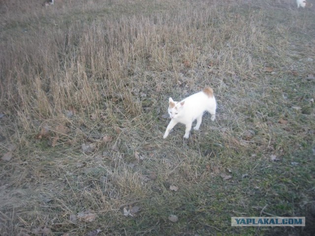 Жизнь домашнего приюта для котеек 383