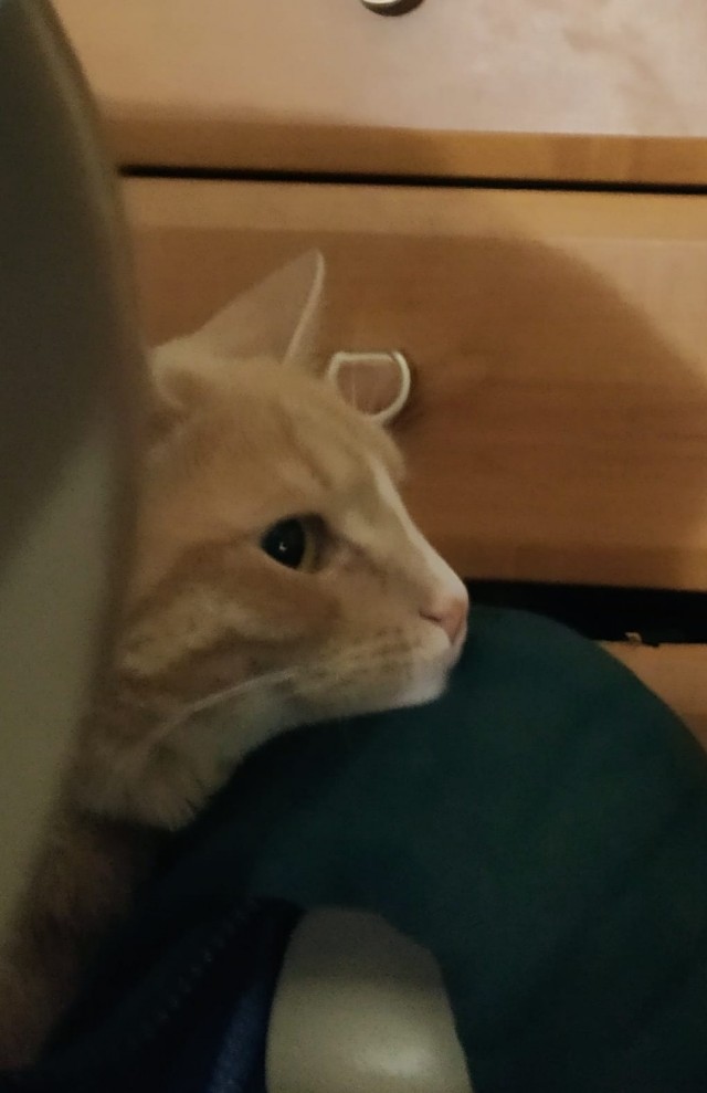 Котовторнику посвящается
