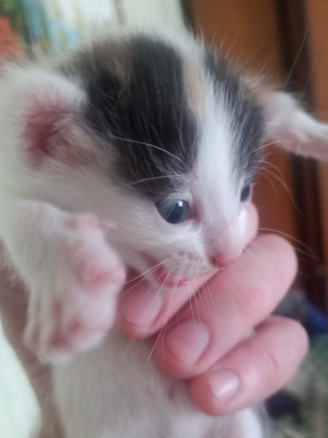 С праздником и котофторником!