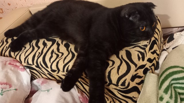 Котовторник ведь начался!