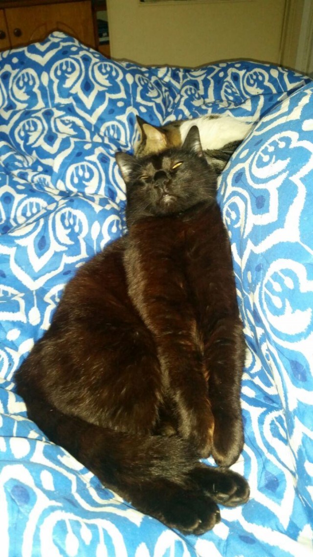 Котовторник. Королева помойки