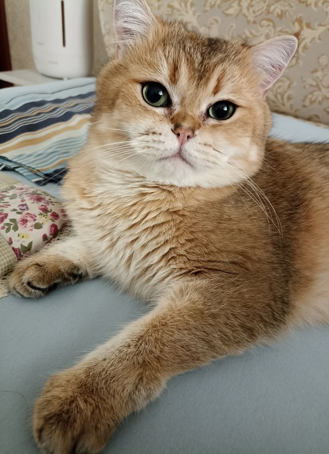 Котовторник 19.07.22