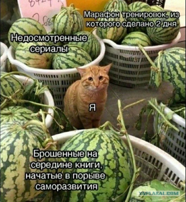 Весёлый полтишок 08.08.22