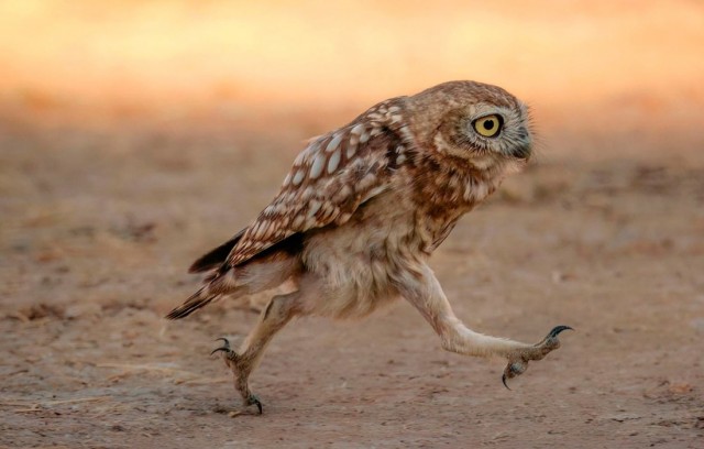 Финалисты ежегодной премии Comedy Wildlife Photography Awards
