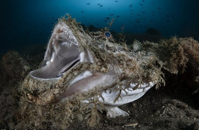 Победители фотоконкурса Ocean Photographer of the Year 2022