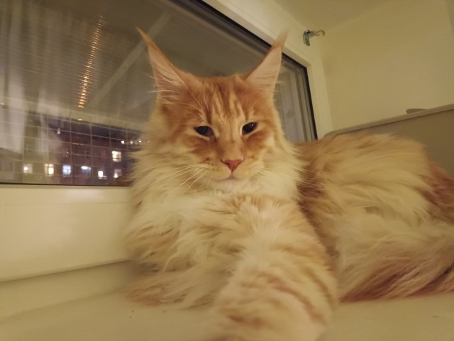 Кошка