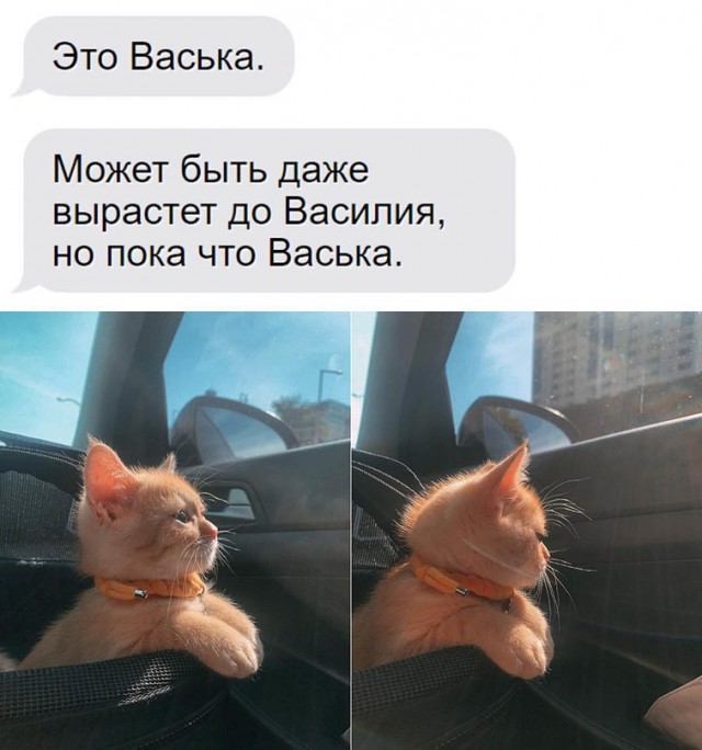 Картинки и мемы, всем хороших выходных