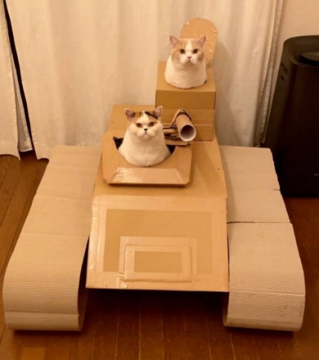 Ловушки для котов