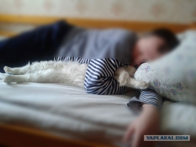 Котовторник 16.04.2013