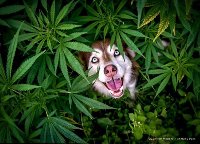 В Лондоне прошел ежегодный фотоконкурс «Comedy Pet Photography Awards»