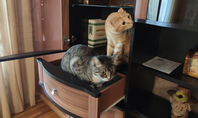 Забрал я всё-таки кота с дачи