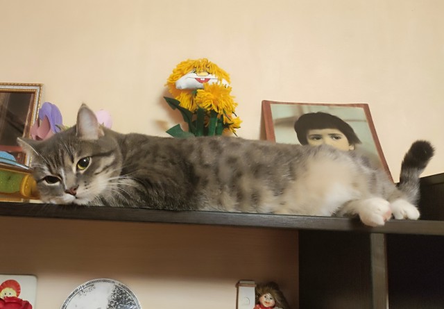 Котаны мои