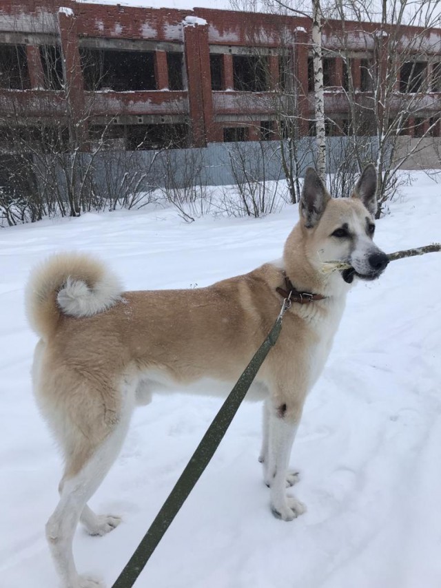 Собакочетверг