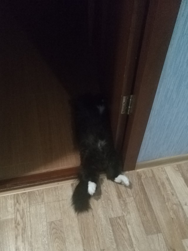 К котовторнику похвастаюсь своей красоткой