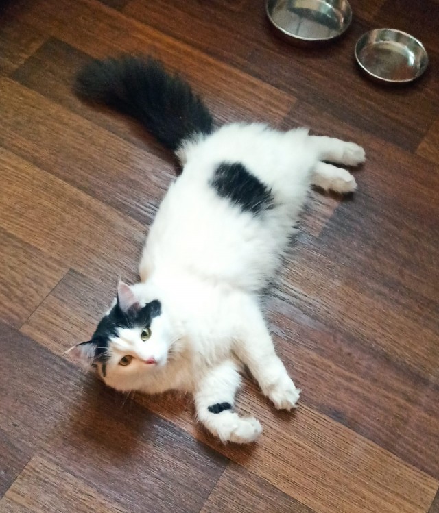 Котовторник же!