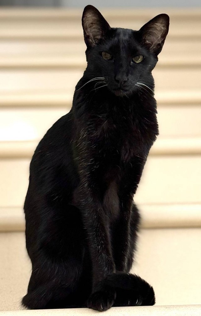 С Котовторником!