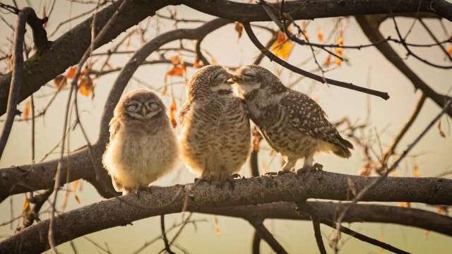 Объявлены финалисты конкурса самых забавных фотографий животных Comedy Wildlife Photography Awards 2024