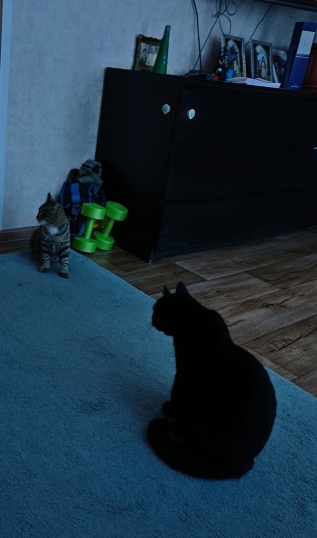 Новогодний гость